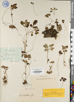 LE 01036160