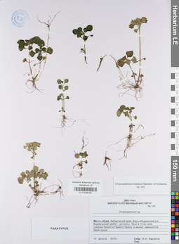 LE 01036162
