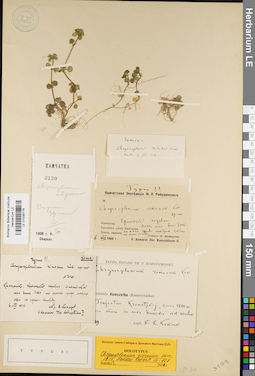 LE 01036176