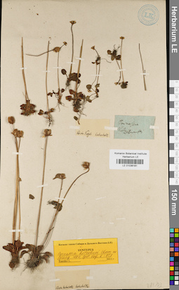 LE 01036181