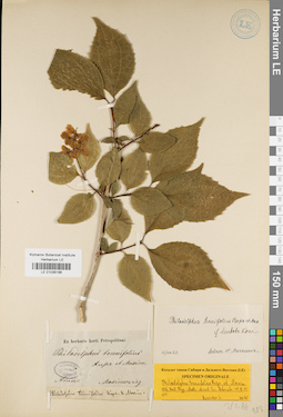 LE 01036196