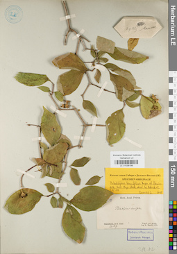 LE 01036199