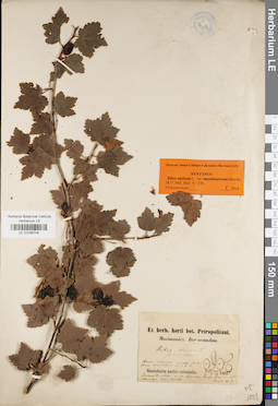 LE 01036709