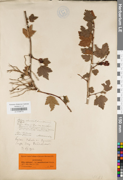 LE 01036710