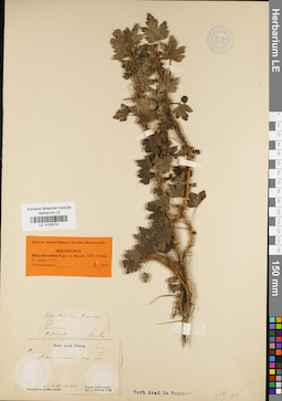 LE 01036741