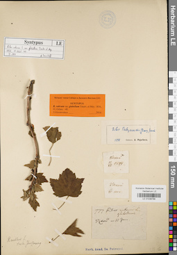 LE 01036766