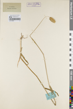LE 01159446