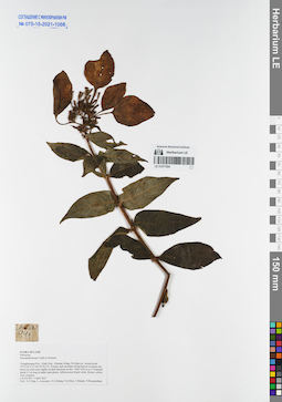 LE 01077504