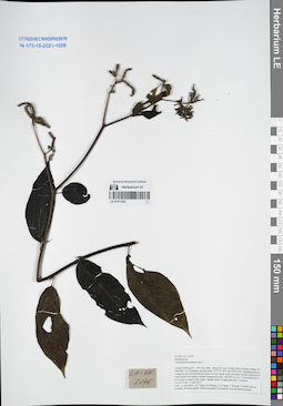 LE 01077543