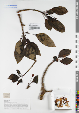 LE 01077554