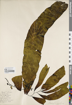 LE A0000572