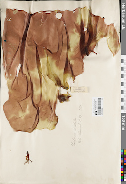 LE A0000882