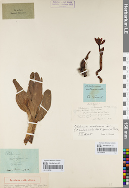 LE 01159781