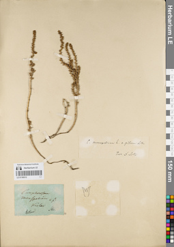 LE 01160312