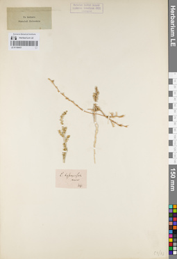 LE 01160431
