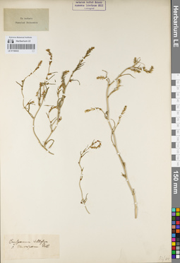 LE 01160432