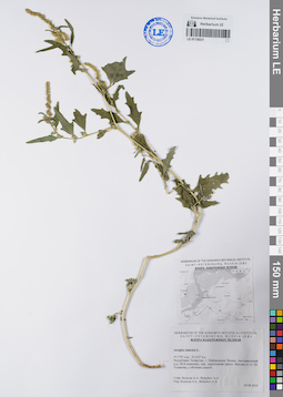 LE 01138231