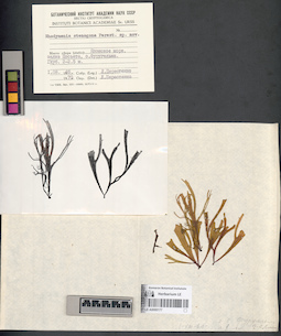 LE A0000177