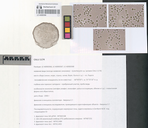 LE A0000366