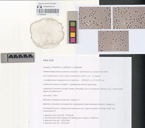 LE A0000368