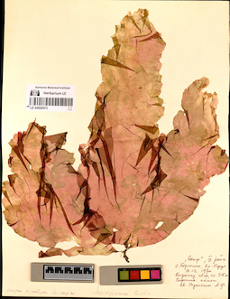 LE A0000573