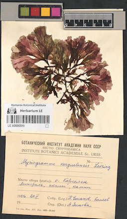 LE A0000599