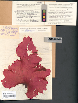 LE A0000697