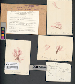 LE A0000699