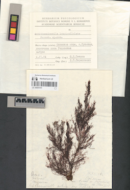 LE A0000701