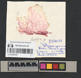 LE A0000787
