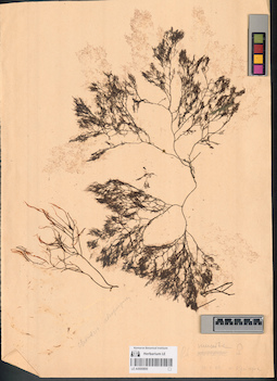 LE A0000800