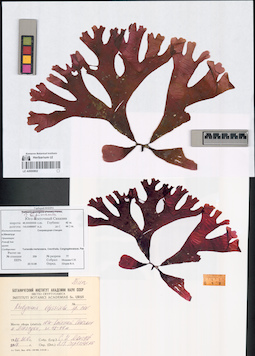 LE A0000802