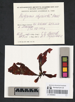 LE A0000803