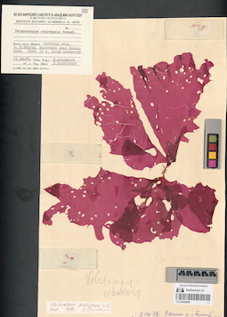 LE A0000806