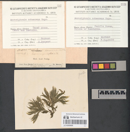 LE A0000809