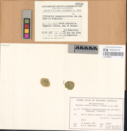 LE A0000813