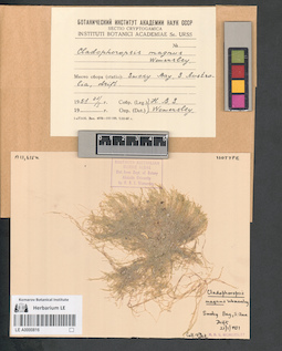 LE A0000816