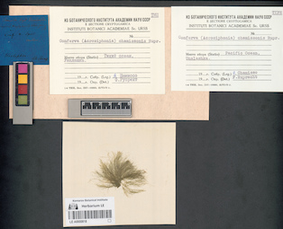 LE A0000818