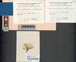 LE A0000819