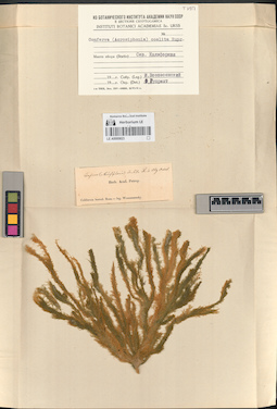 LE A0000823