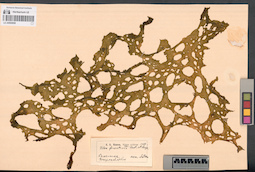 LE A0000858
