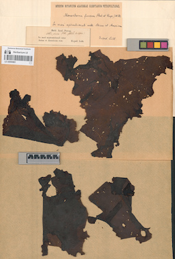 LE A0000861