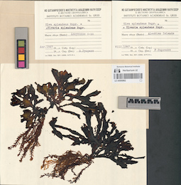LE A0000862