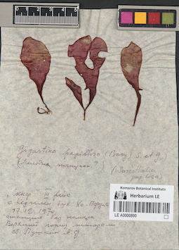 LE A0000890