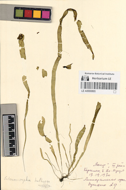 LE A0000895