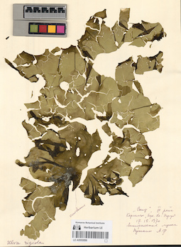 LE A0000896