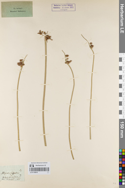 LE 01159918