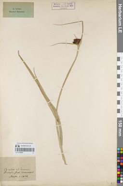 LE 01159930