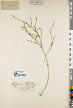 LE 01160486