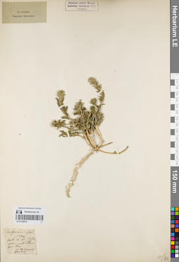 LE 01160515